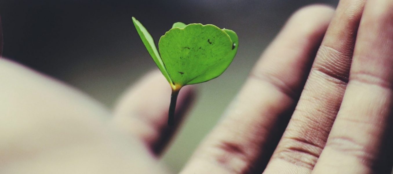 image of a hand with a seedling in the palm